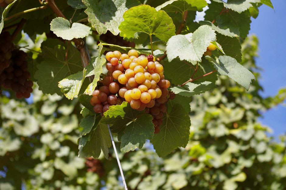 Rows of Koshu grapes trained overhead on pergolas above a terraced Katsunuma vineyard