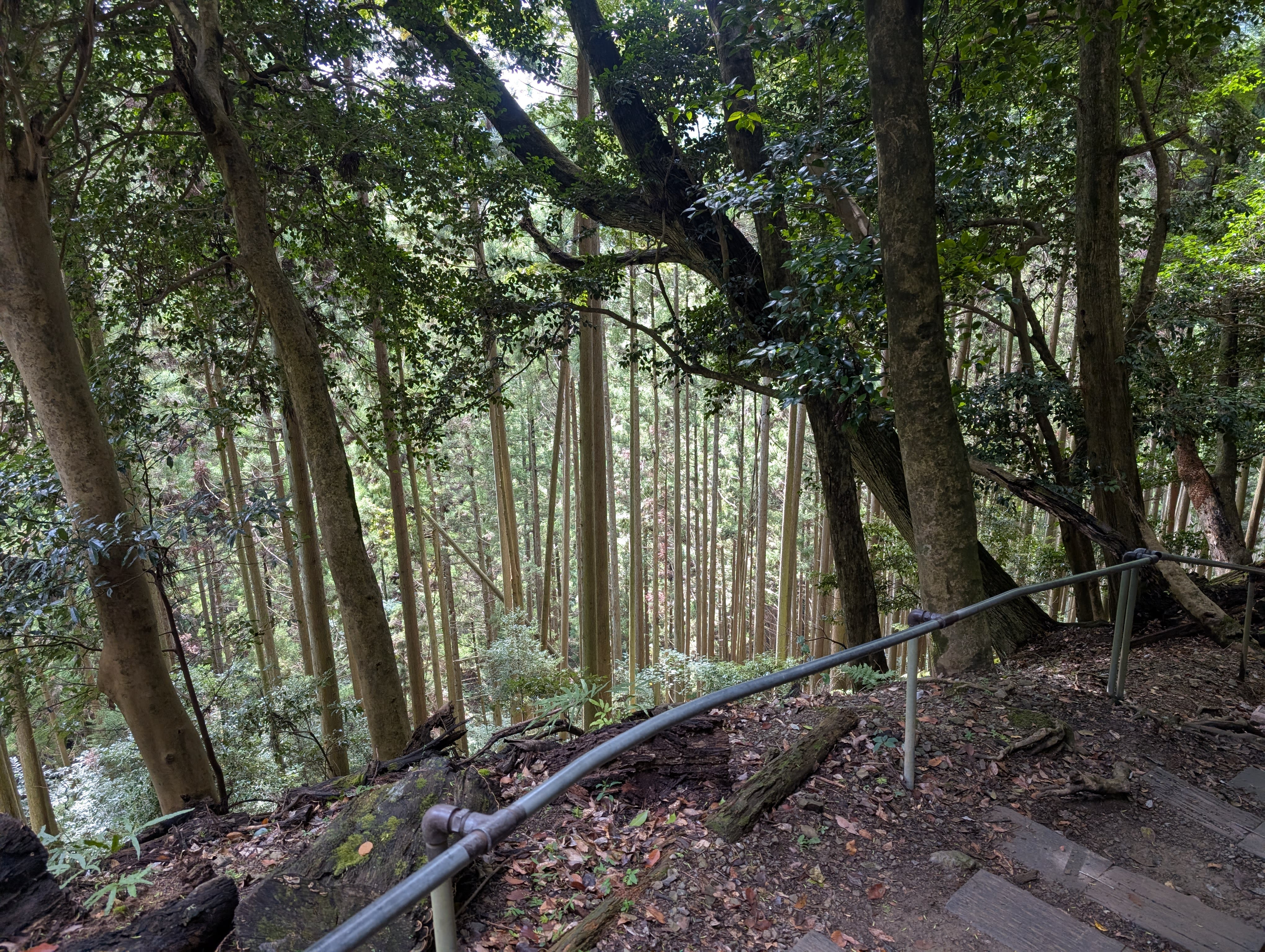The hiking trail from Kurama to Kibune — ancient cedars towering above, the light green and filtered, a metal railing along the steep forest path