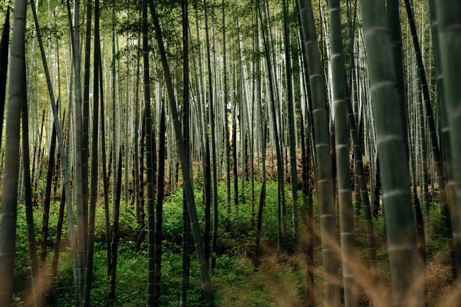 The Arashiyama Bamboo Grove — towering green stalks on both sides of the path, the light filtered and cathedral-like