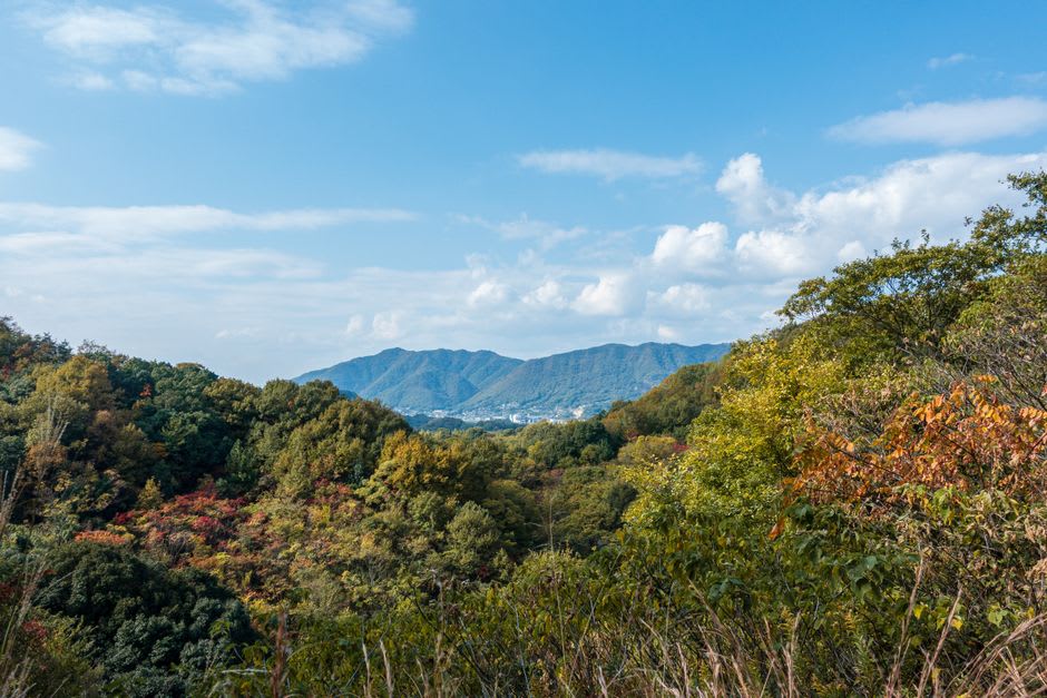 The white-walled samurai residences of the Gojoban Yashiki lane below the castle