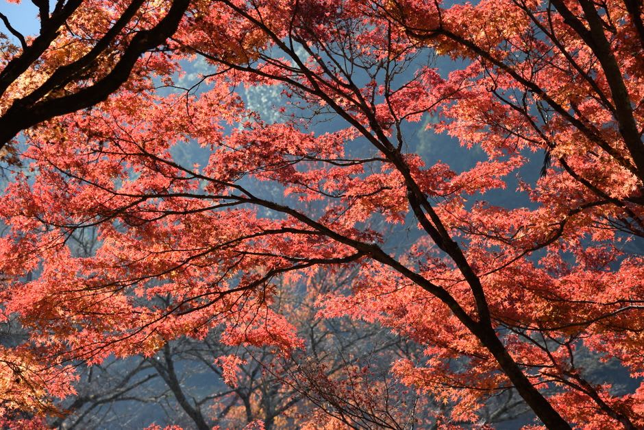The paved forest trail climbing gently alongside the river through green and red maples