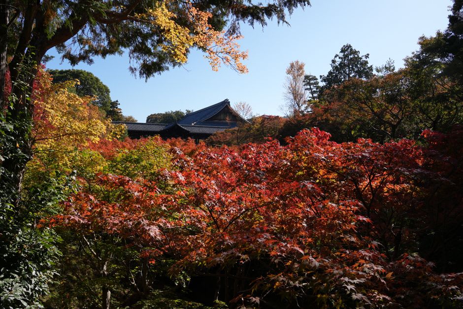 Minoh Waterfall dropping over dark rock into a green pool, framed by red autumn maples