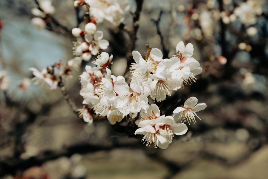 Rows of blossoming plum trees at Kairakuen garden in Mito, pink and white flowers heavy on the branches with visitors walking the gravel paths