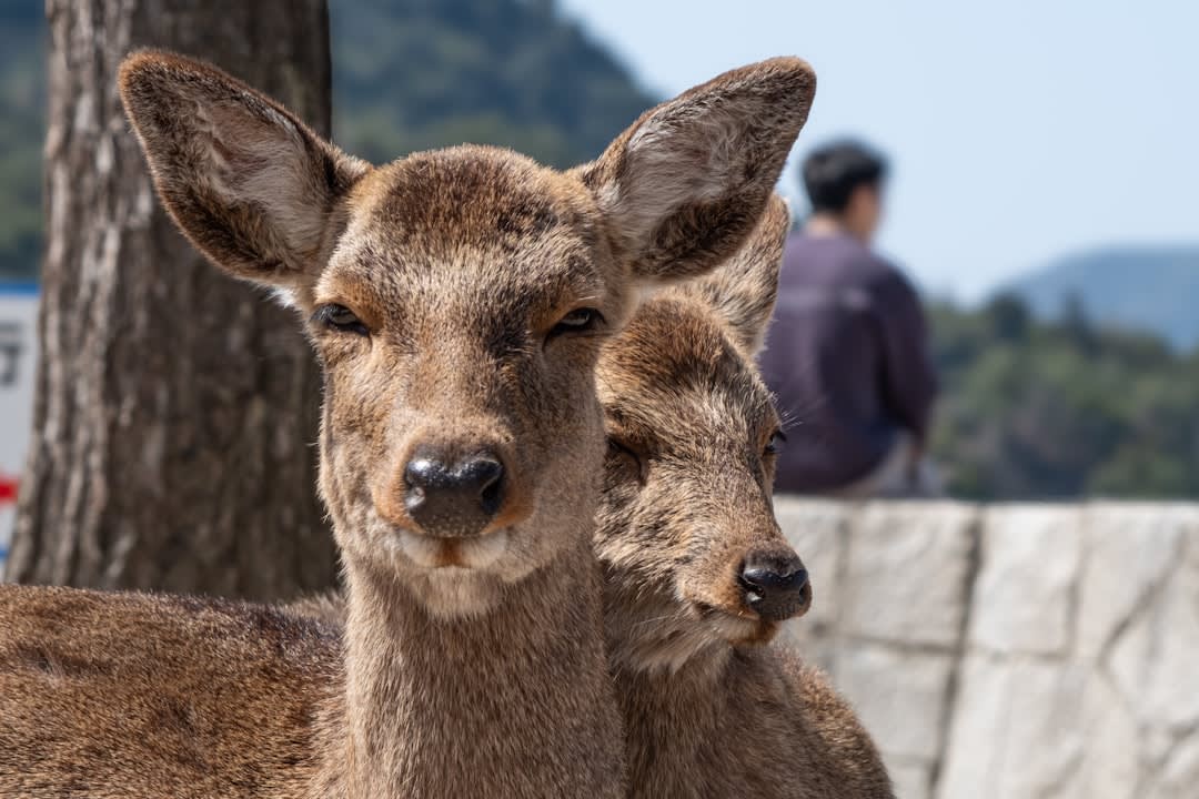 A tame deer standing in a lane on Miyajima with the shrine and bay visible behind
