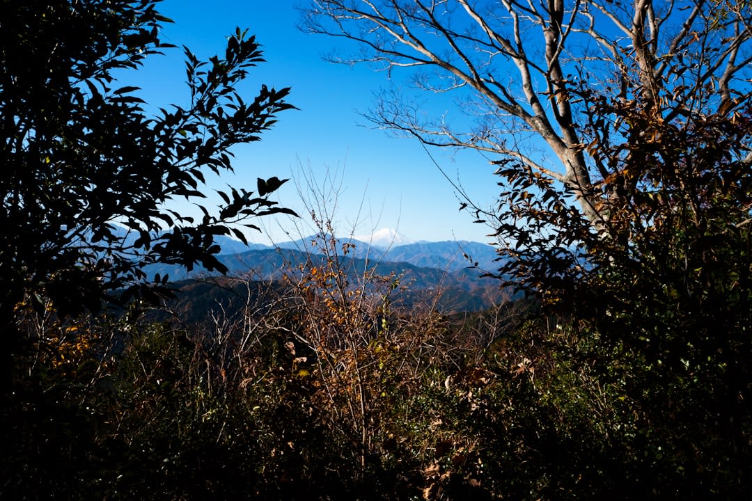 A narrow earthen trail descending through deep cedar and beech forest on the quiet side of Mount Takao, dappled light and no one else in sight