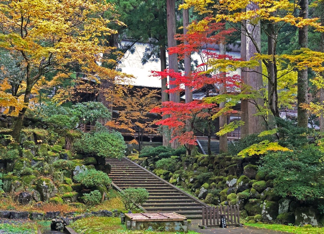 Stone jizo figures nestled in thick green moss beneath maples at Sanzen-in, Ohara