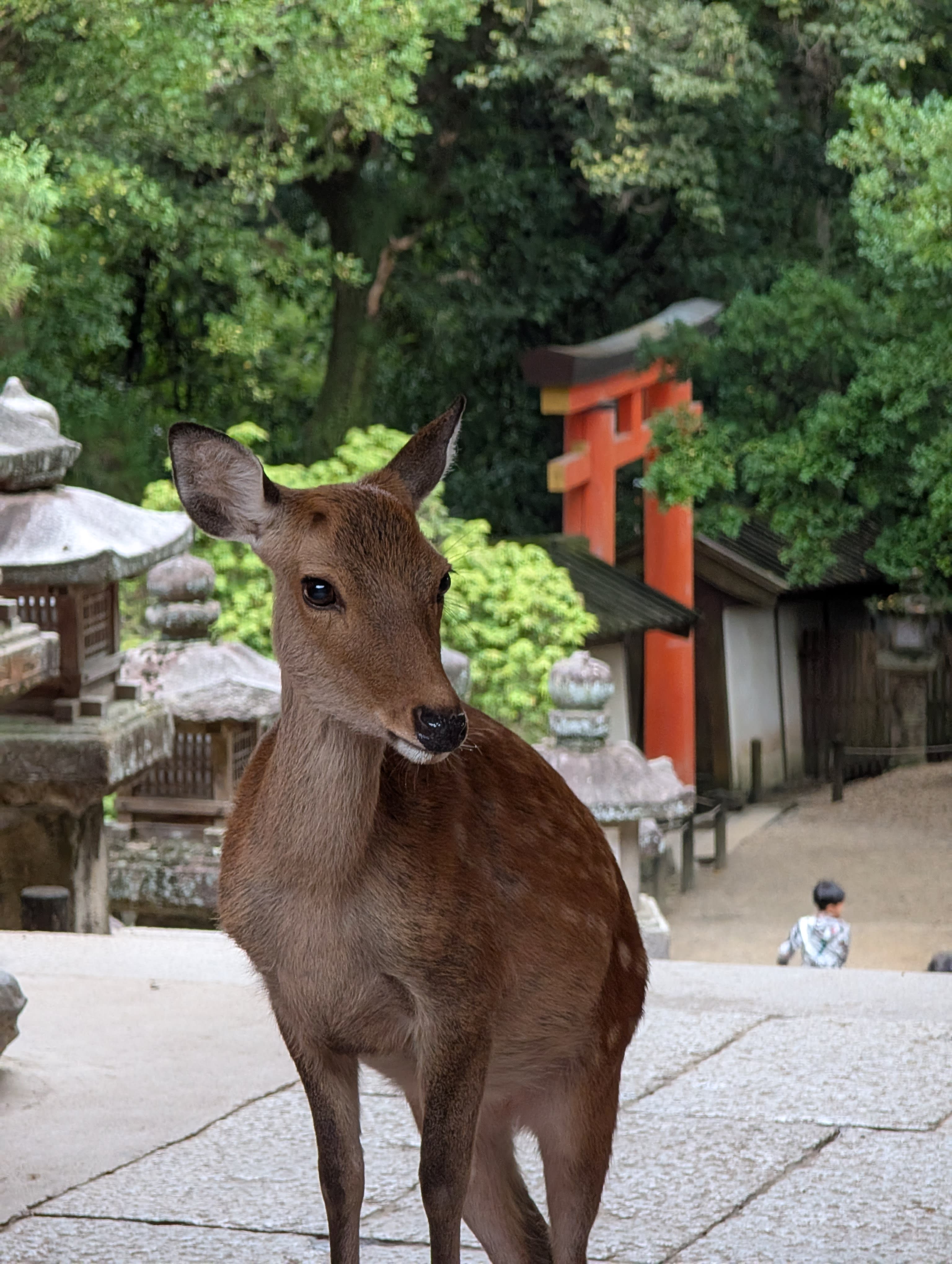 A deer standing in front of stone lanterns with a red torii gate behind it — the perfect Nara postcard, composed by the deer without any direction