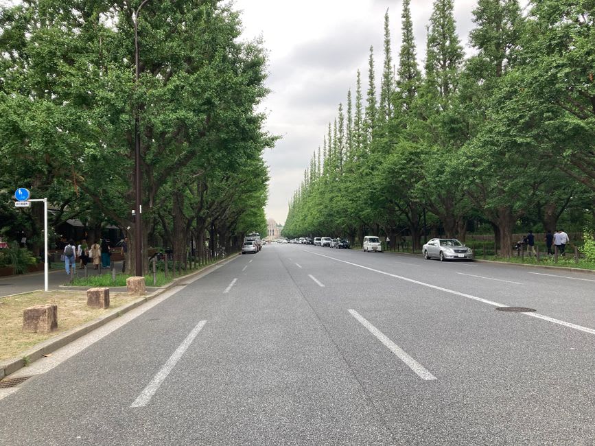 A wide Sendai boulevard running beneath a thick green canopy of zelkova trees, dappled sunlight falling on pedestrians strolling the shaded sidewalk