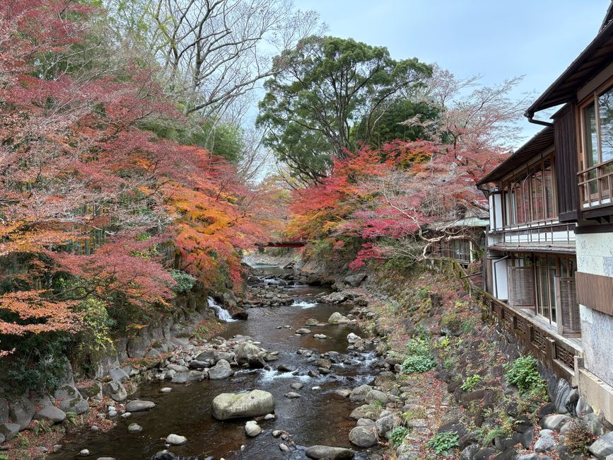 A wooden walkway through the tall bamboo grove beside the Katsura river at Shuzenji, a round bamboo bench at its centre