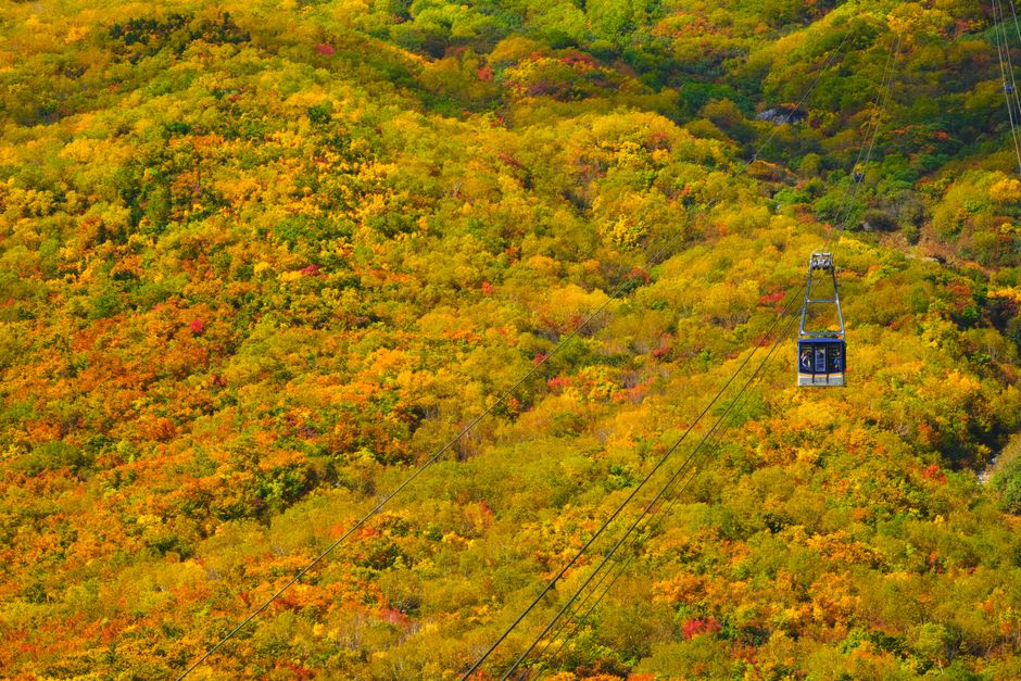 The open-sided red Kurobe Gorge railway carriages winding along a cliff above the river