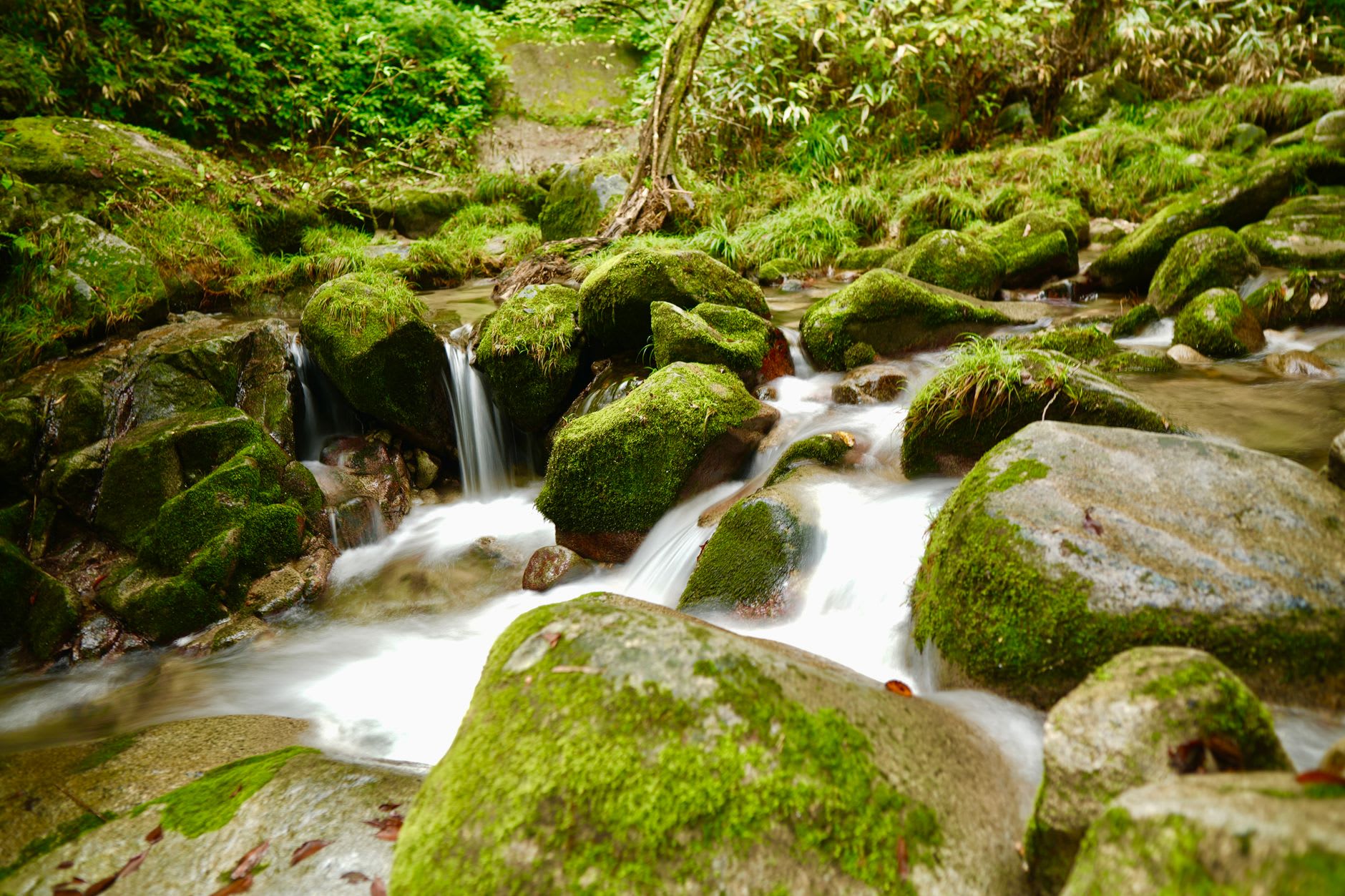 Ancient cedar roots layered in thick moss at Shiratani Unsuikyo ravine, the forest floor disappearing into green shadow