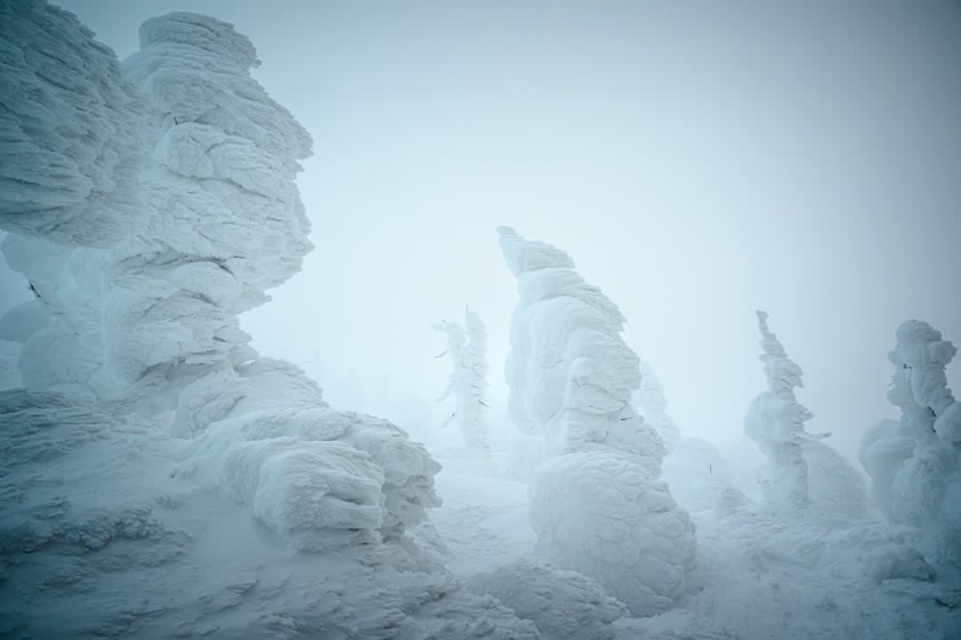 Rows of floodlit frost-caked conifers on the Zaō slopes at night, hunched like white figures, snow streaming through the blue-white light
