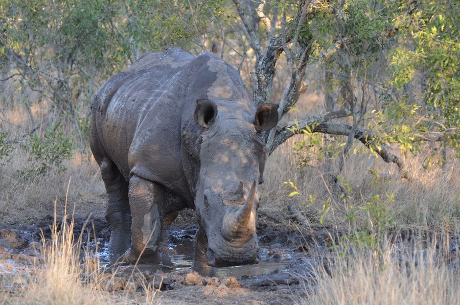 Muddy rhino wallow in dense Ujung Kulon lowland forest with fresh tracks at the edge