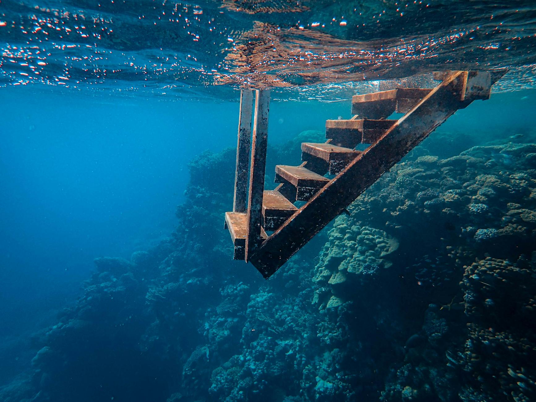 Underwater marine life in the crystal-clear Red Sea waters near Aqaba