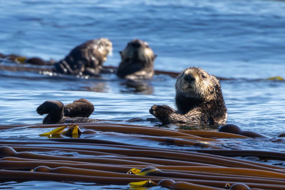 Sea otter floating on its back near kelp beds off the Commander Islands