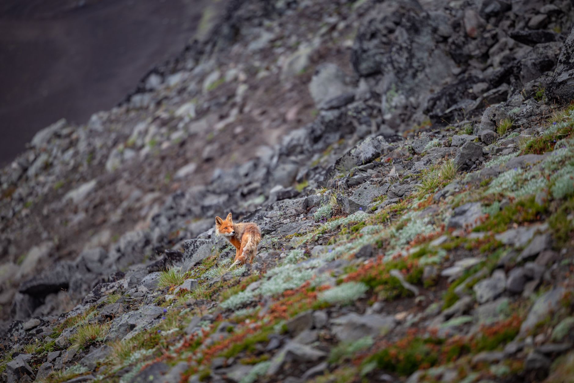 Sockeye salmon packed into a shallow Kronotsky Reserve river, their red spawning colors vivid against the dark river stones