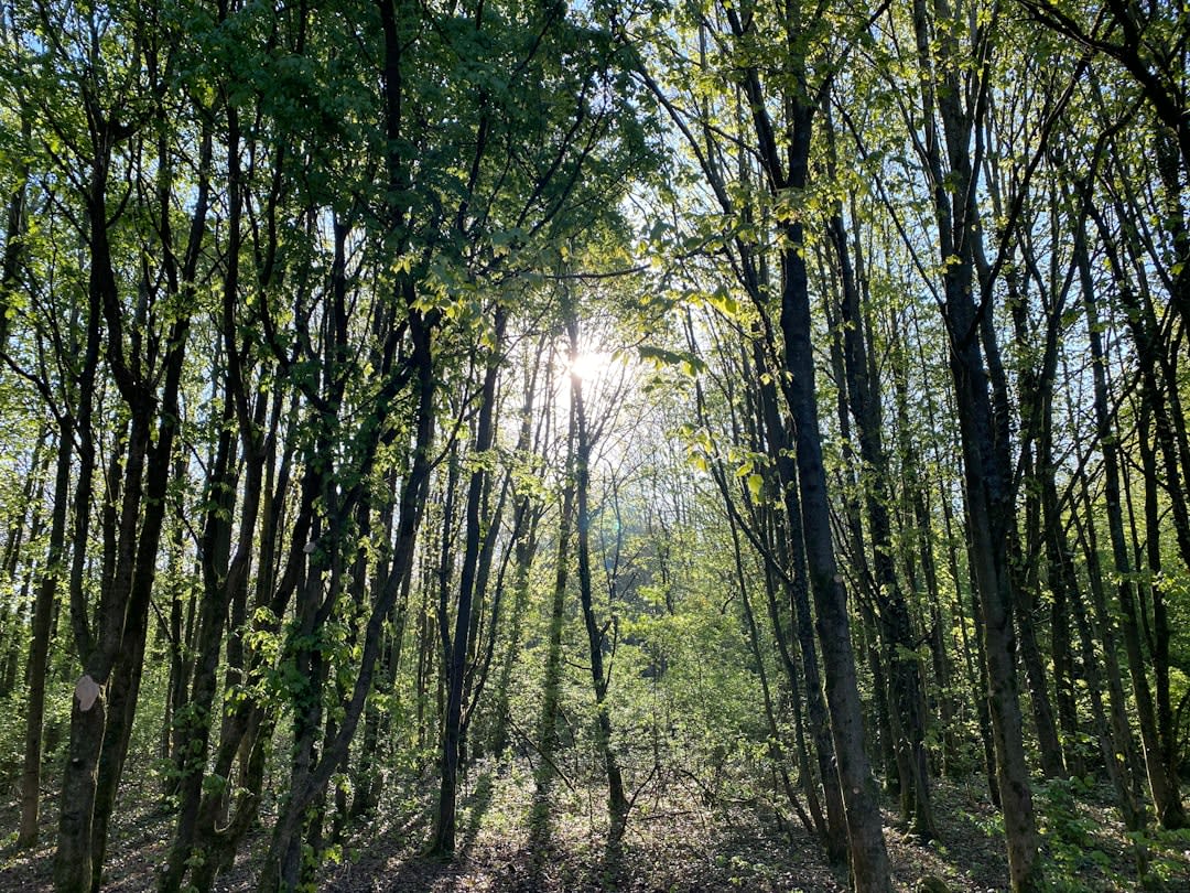 Sunlight filtering through a dense walnut orchard in the Lolab Valley near Sogam