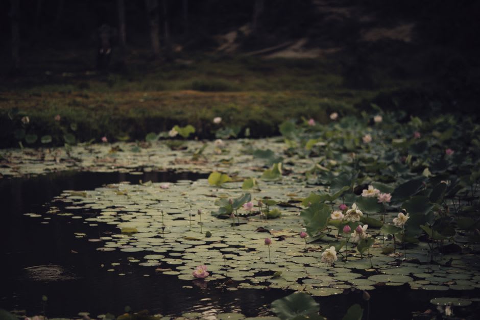 Lotus flowers blooming across the still surface of Manasbal Lake with hills rising behind
