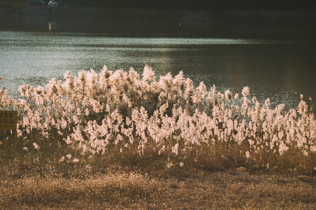 A wooden boat drifting on Manasbal Lake near the reeds and lotus leaves close to shore