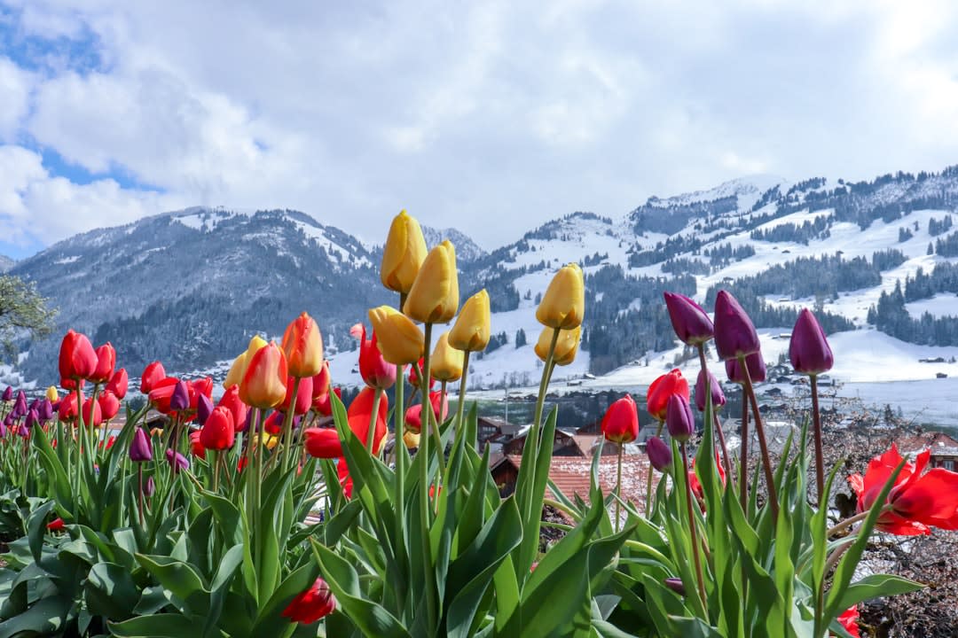 Close-up of red and yellow tulip blooms with the Himalayan mountains visible in the hazy distance