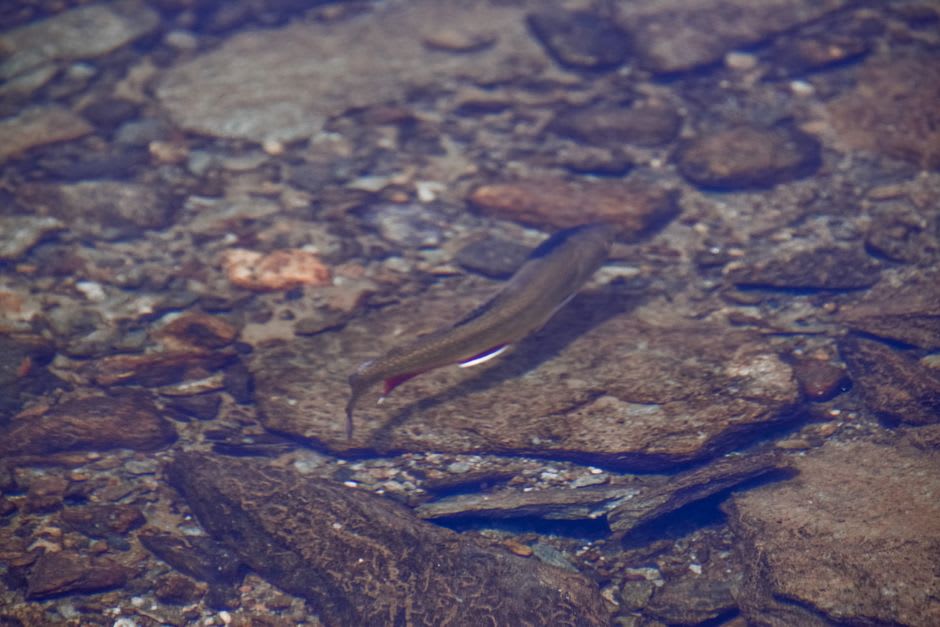 Una trucha moviéndose por el agua clara y somera cerca del muro de piedra del manantial de Verinag