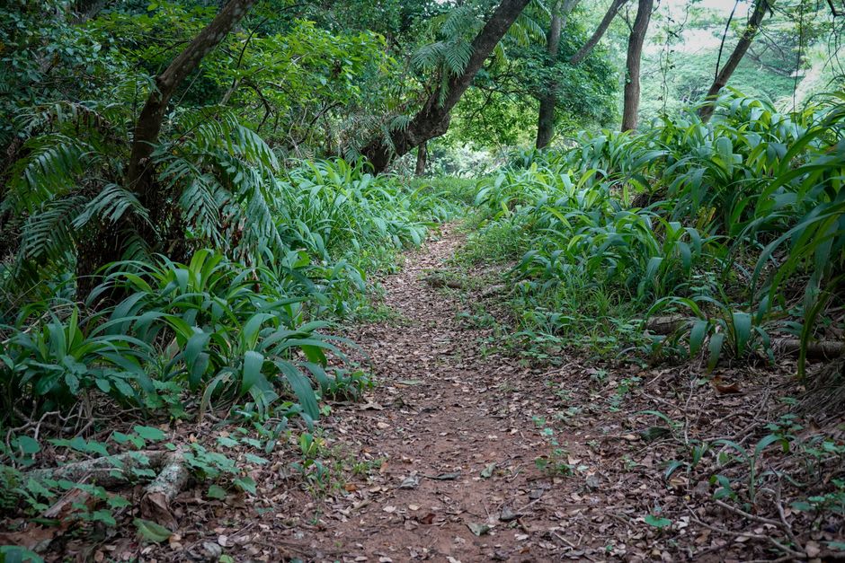 Narrow trail winding through the undergrowth of Kakamega Forest