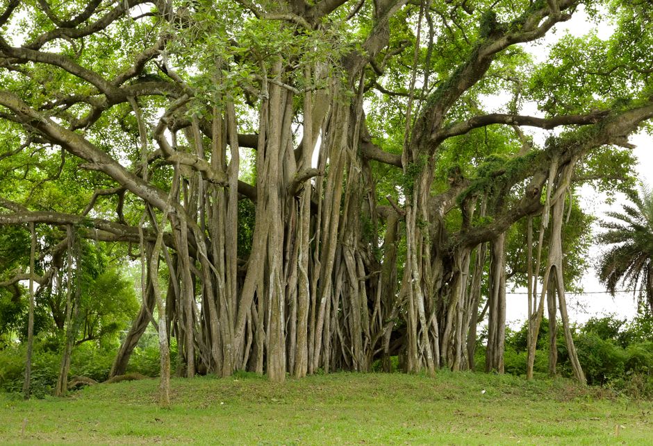 Fig tree roots hanging into the turquoise water at Chemka Hot Springs