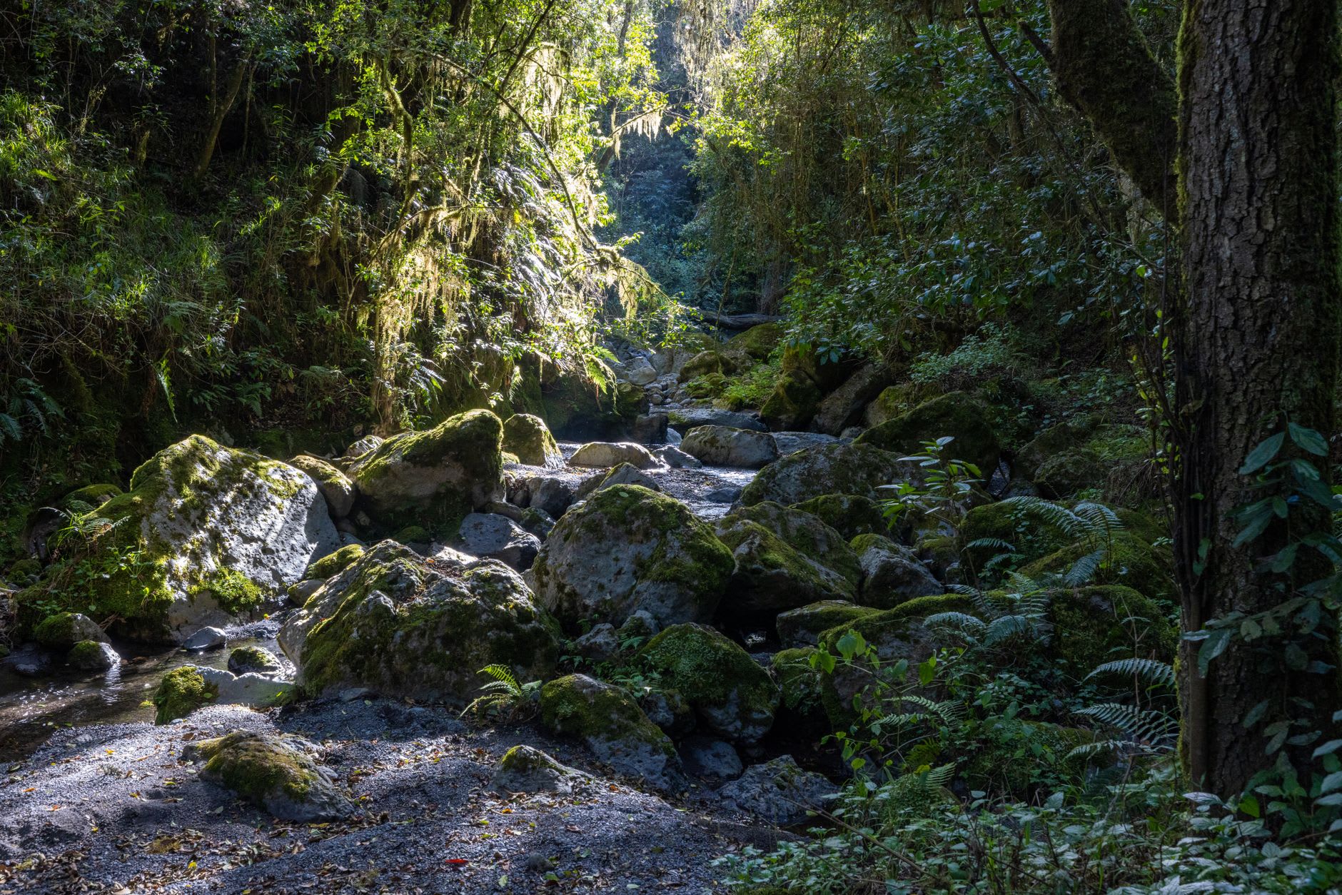 A mifongo irrigation channel running through Kibosho farmland, stone-lined and clear, banana plants rising on both sides