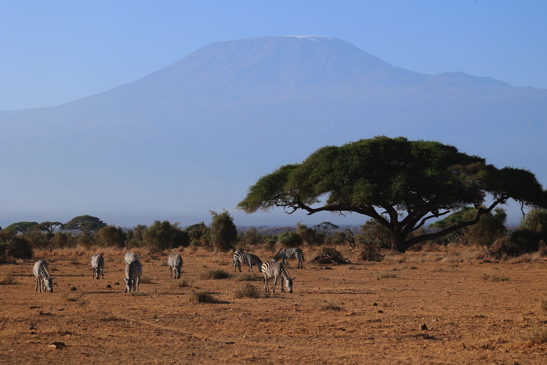 A fringe-eared oryx standing in dry acacia scrub in Mkomazi National Park
