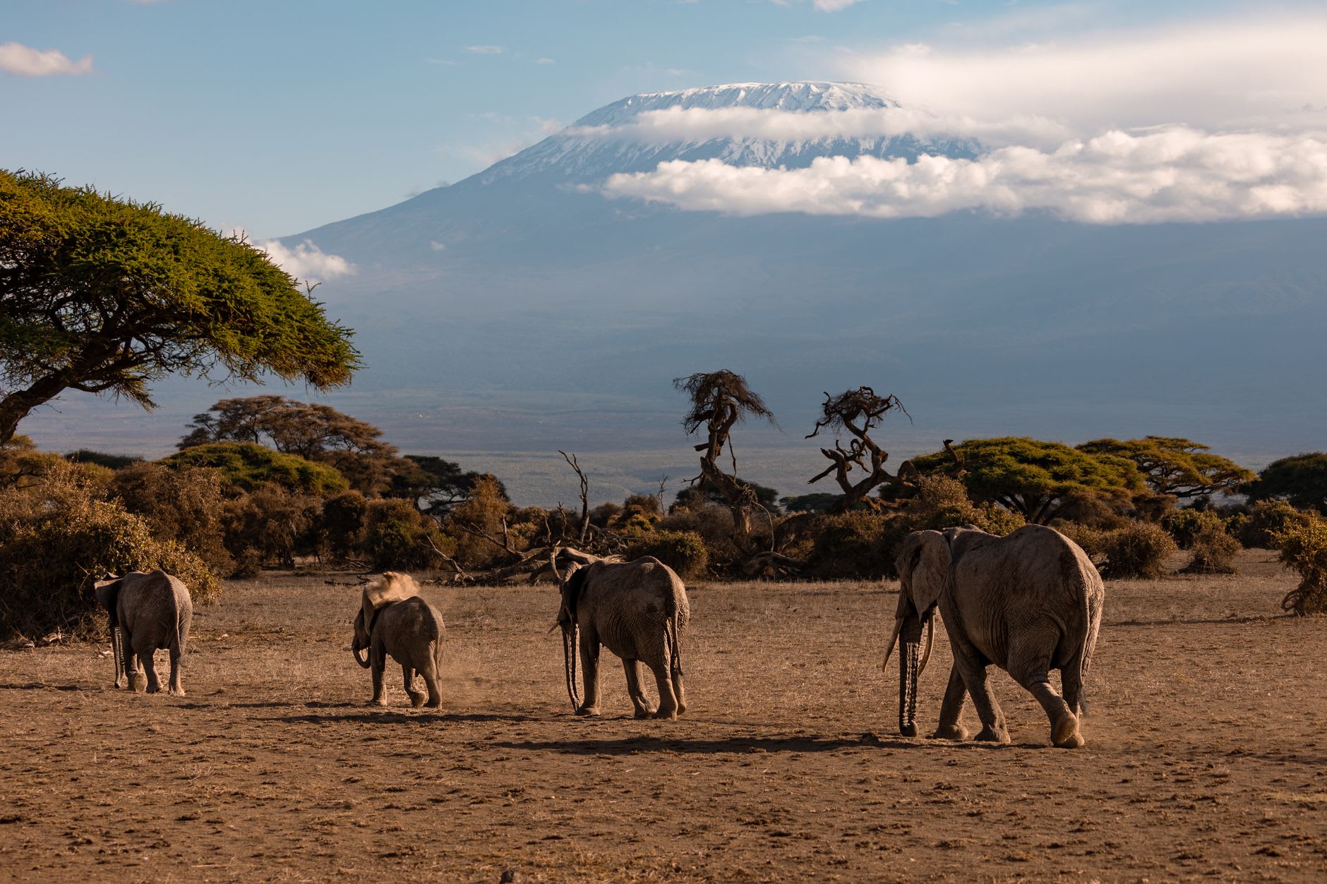 Elephants crossing golden savanna at dusk with the Pare Mountains behind in Mkomazi National Park