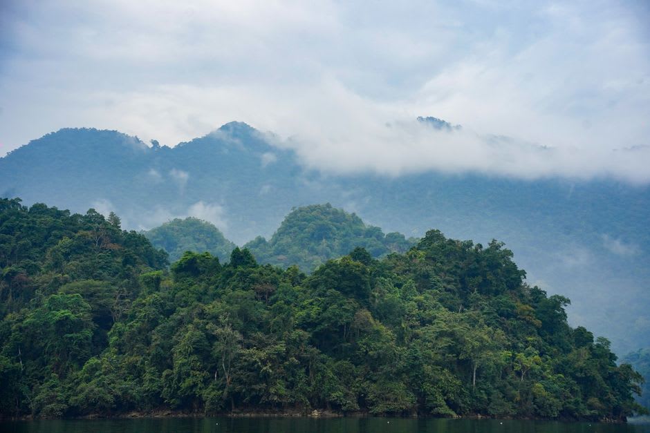 Misty rainforest canopy along the lower slopes of the Umbwe Route on Mount Kilimanjaro