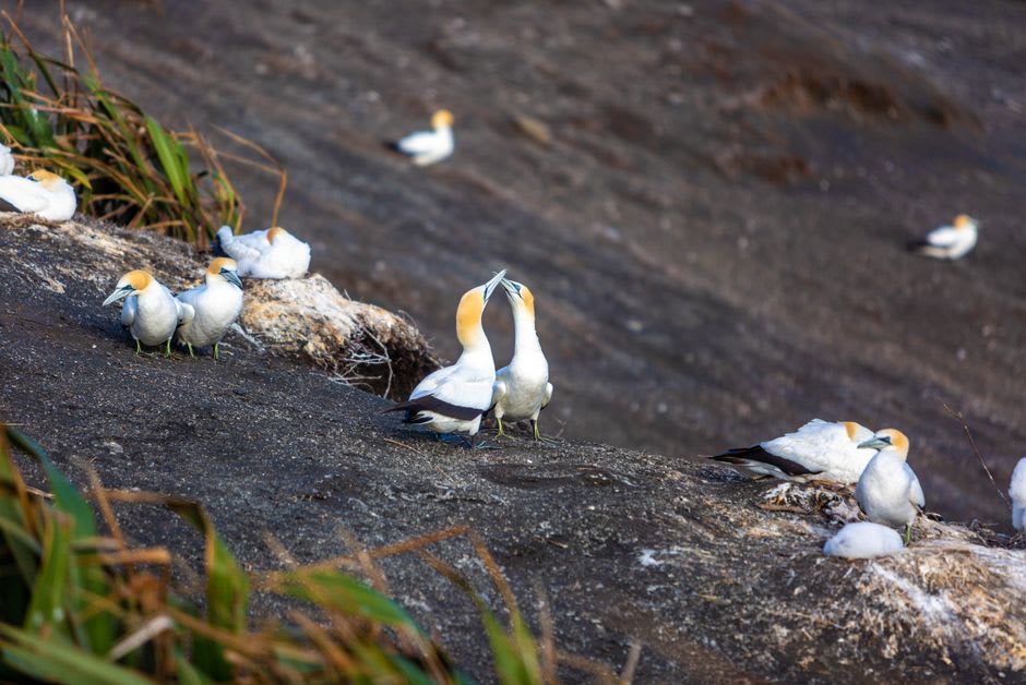 Gran bandada de aves marinas anidando en una sección remota del atolón Kuria al amanecer