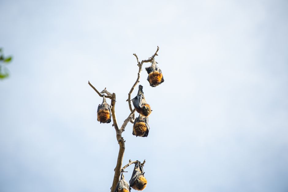 Murciélagos frugívoros volando sobre la línea de árboles cerca del Lago Washington en Teraina al atardecer, cielo naranja detrás de ellos