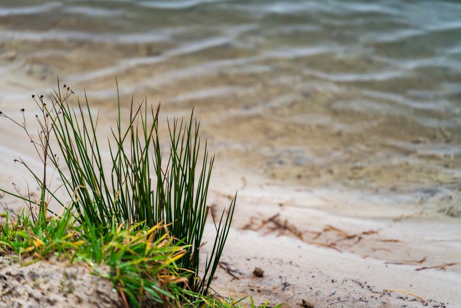 Calm shallow water of Chivyrkuisky Bay with reeds and the Svyatoy Nos peninsula in the distance