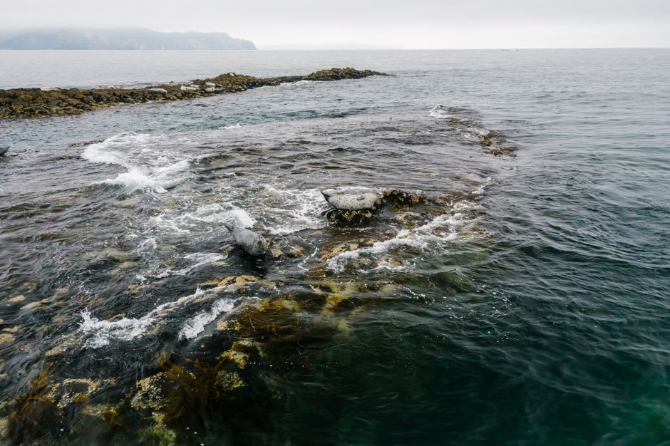 Baikal seals resting on marble rocks near the shoreline of Bolshoi Ushkany island