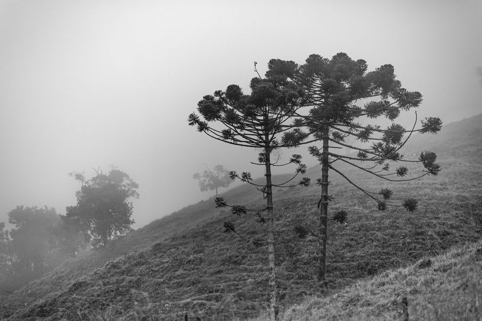 Ancient araucaria trees along a mountain trail near Curarrehue with mist settling over the ridgeline