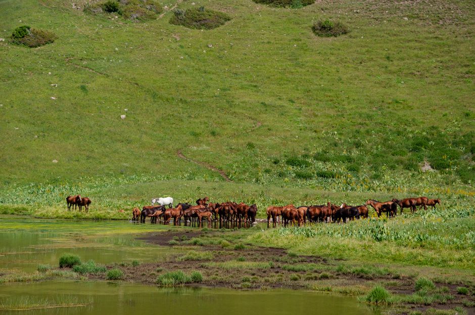 Cattle grazing on a green hillside on Isla Huapi with Lago Ranco visible below
