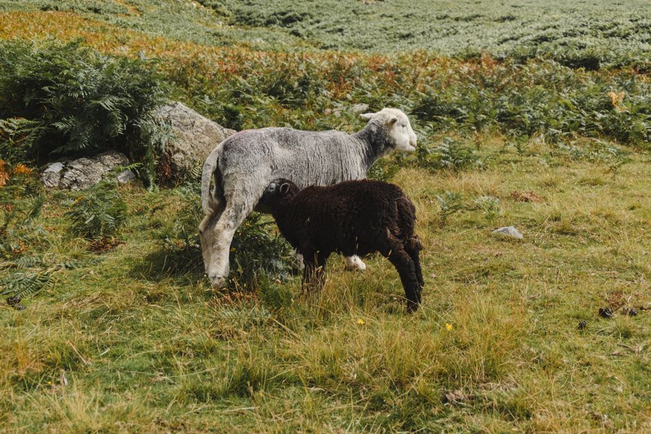 Une brebis Herdwick paissant sur le versant au-dessus de Buttermere avec le lac en contrebas
