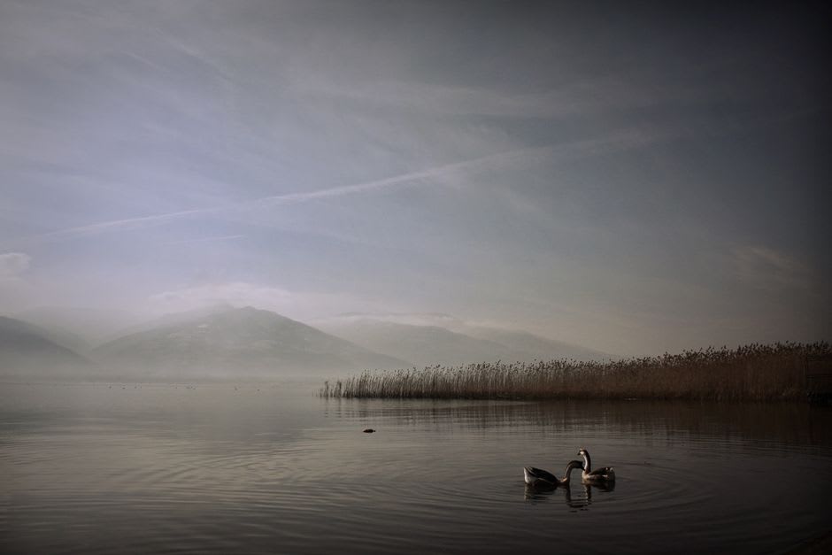 Le lac peu profond d'Elterwater bordé de roseaux avec des cygnes et les collines de Langdale derrière