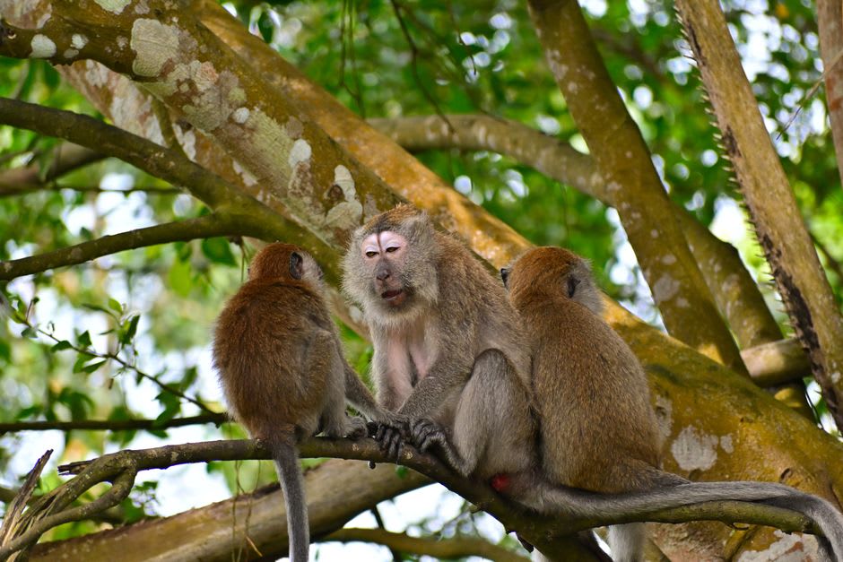 Long-tailed macaque perched near the lower pools at Durian Perangin Waterfall