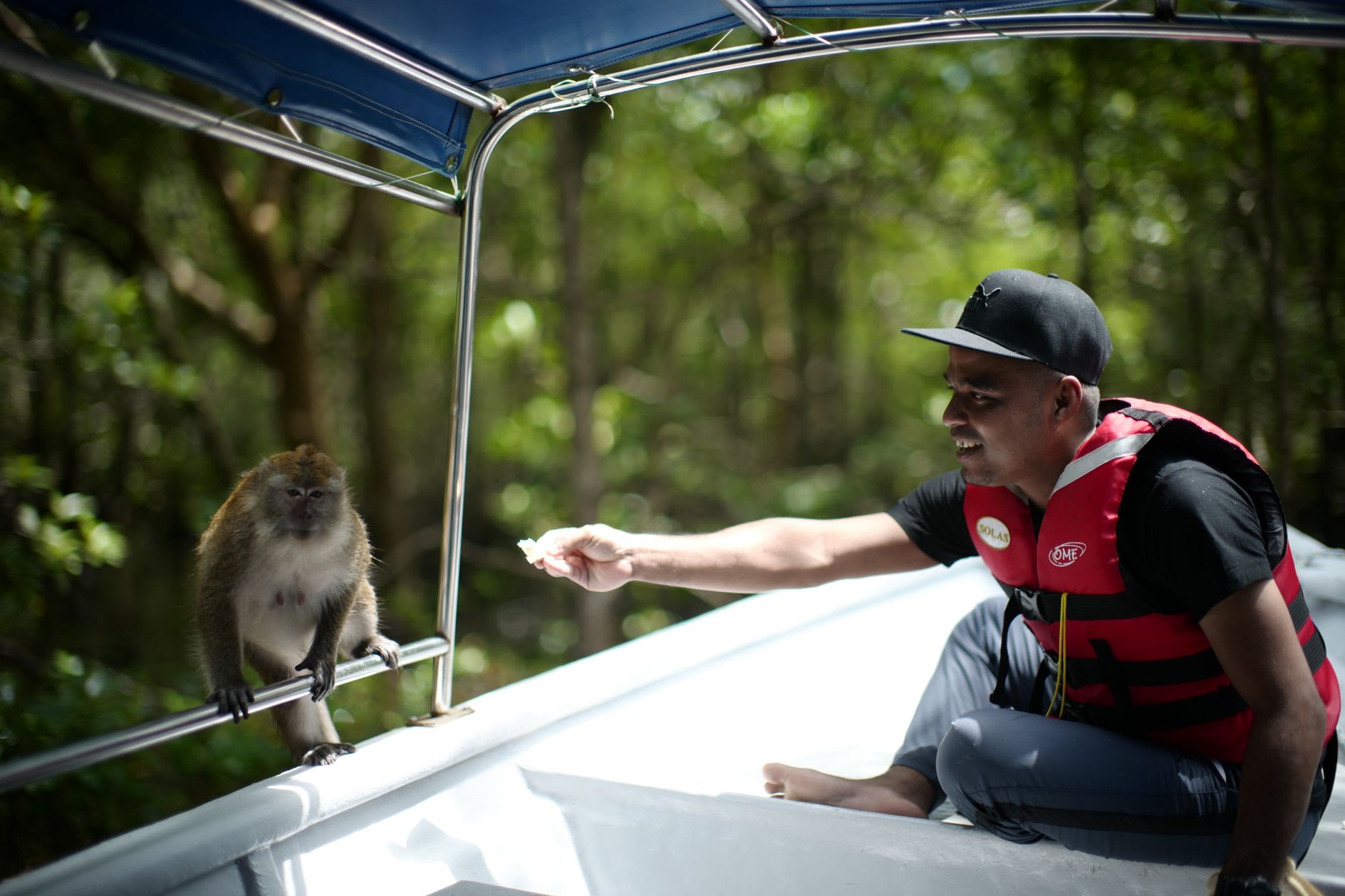 Long-tailed macaques sitting in the lower branches of a tree at the edge of Tasik Dayang Bunting, watching the boardwalk below with calculating expressions, jungle canopy behind them