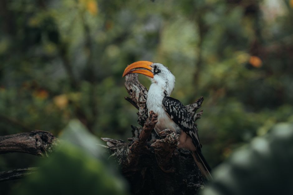 Great hornbill perched in the forest canopy of Pulau Singa Besar