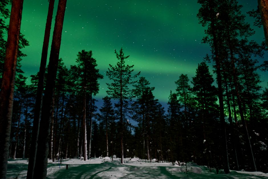 Green aurora borealis ribboning over snow-covered pines near Muonio, Finnish Lapland