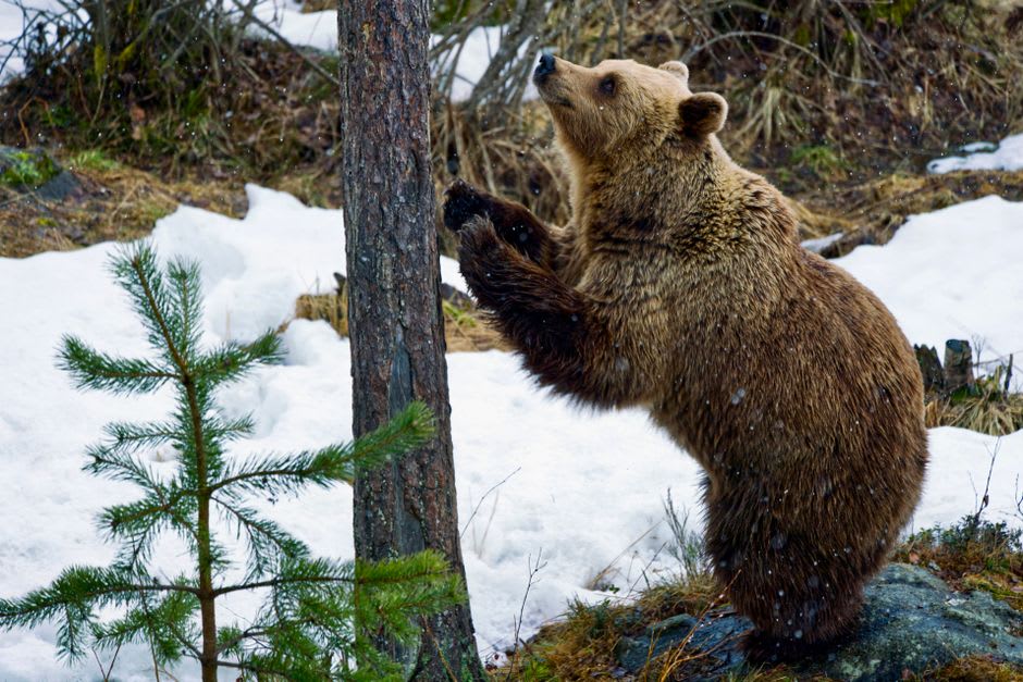 Un oso pardo caminando por un bosque de pinos cubierto de nieve en Ranua Wildlife Park