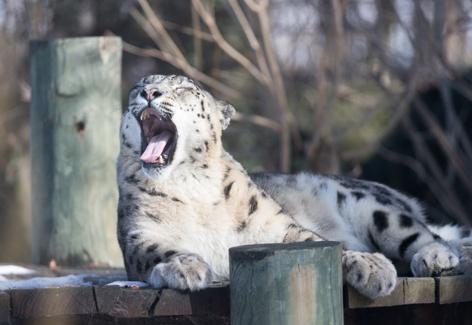 Un leopardo de las nieves descansando sobre un afloramiento rocoso en Ranua Wildlife Park