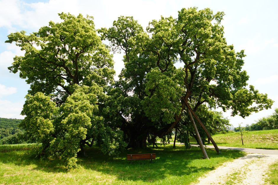 A ribbon-covered linden tree near the Rose of Turaida's grave in the museum reserve