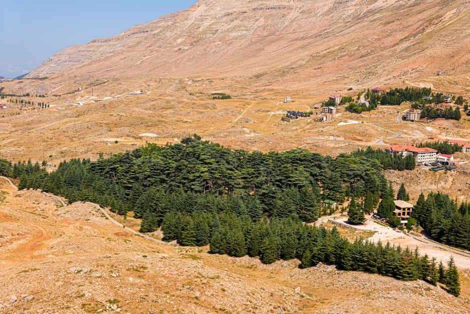 Ancient, wide-trunked cedar trees in the Tannourine reserve with layered branches spread against the sky