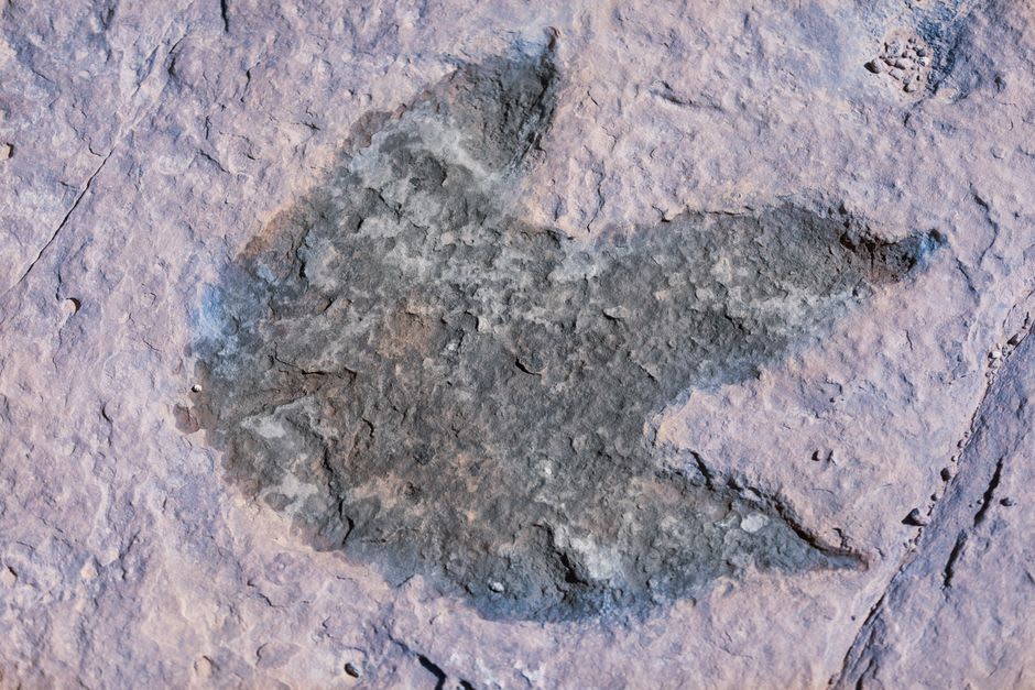 Dinosaur footprint pressed into sandstone rock in the Roma Valley