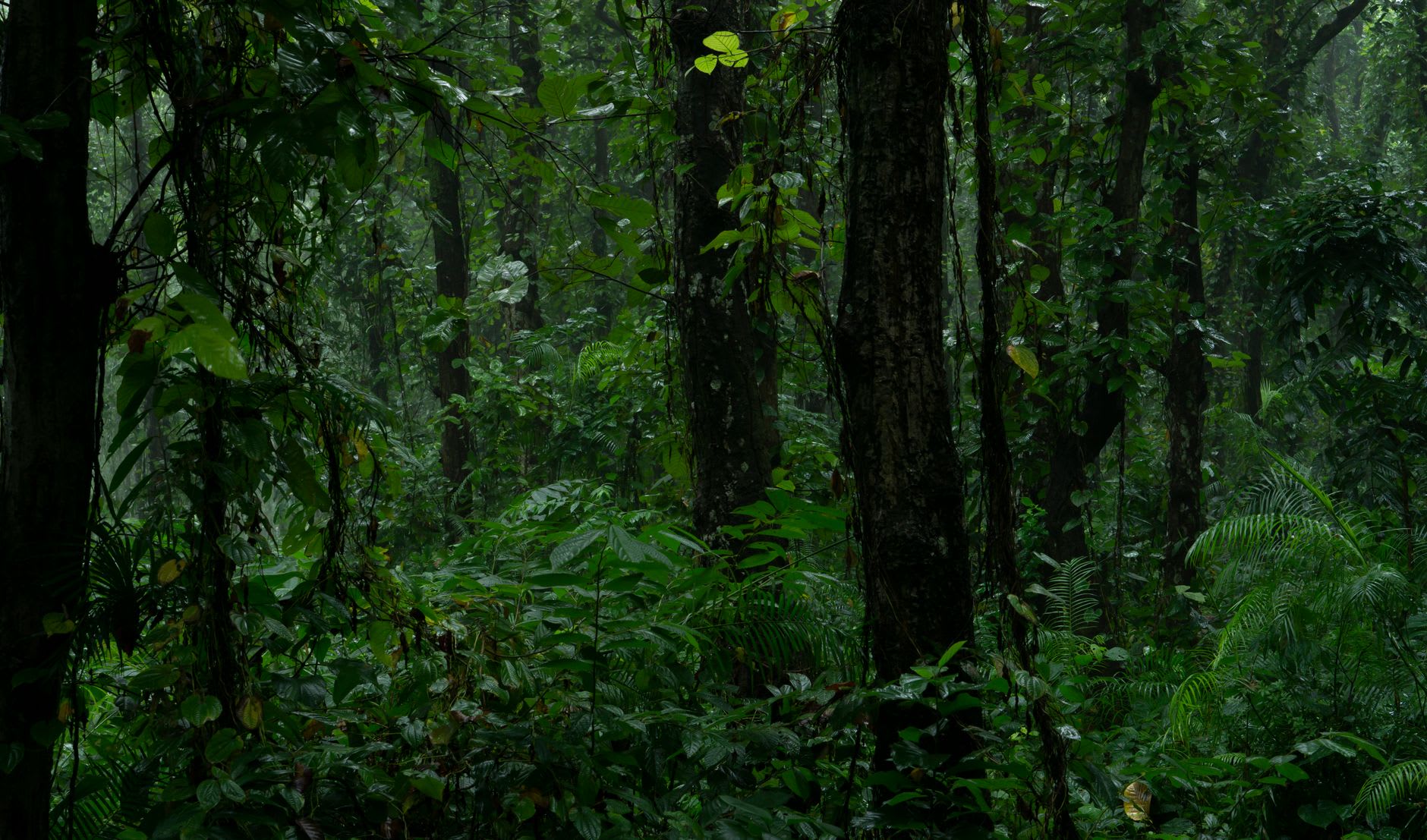 A narrow trail disappearing into the dense undergrowth of the Gola Rainforest, sunlight filtering through the canopy