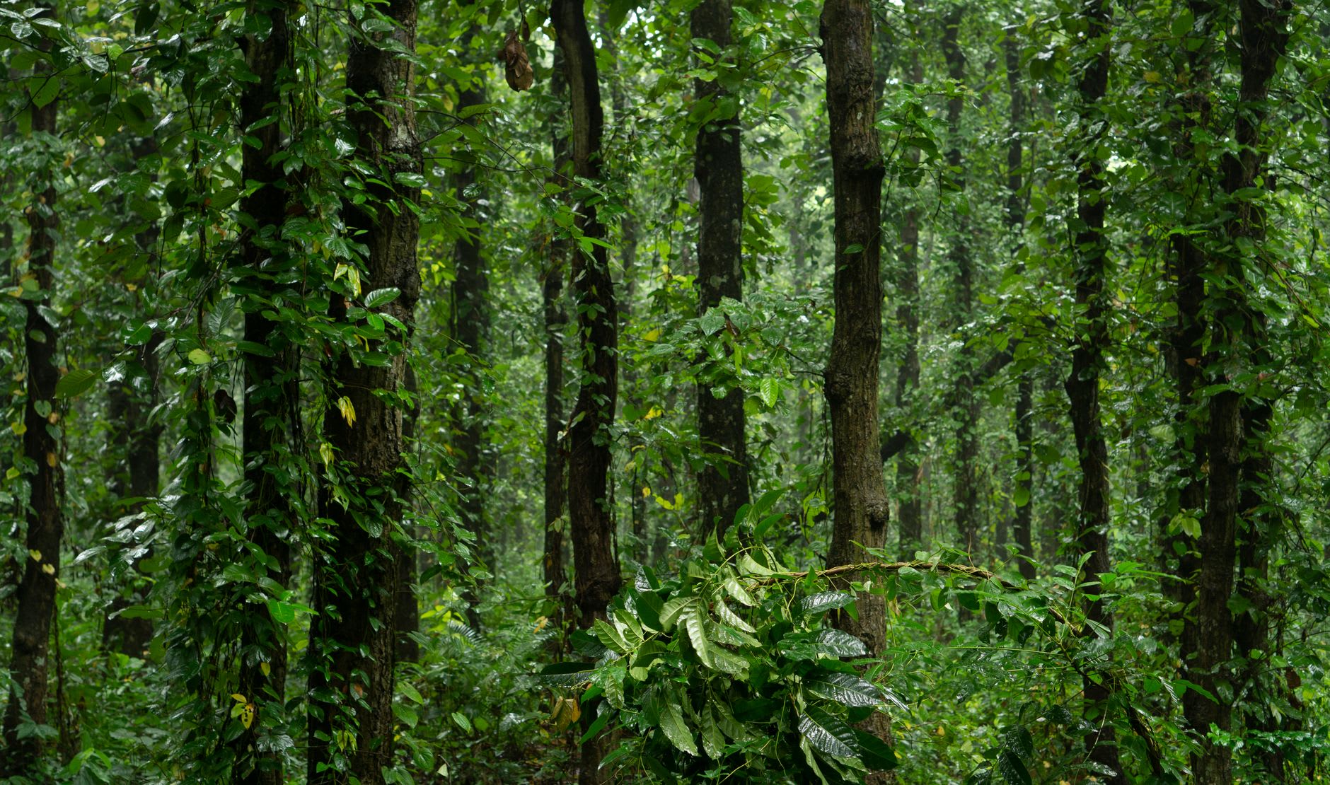 A birdwatcher standing quietly beside a moss-covered rock face in the Gola Rainforest at dusk